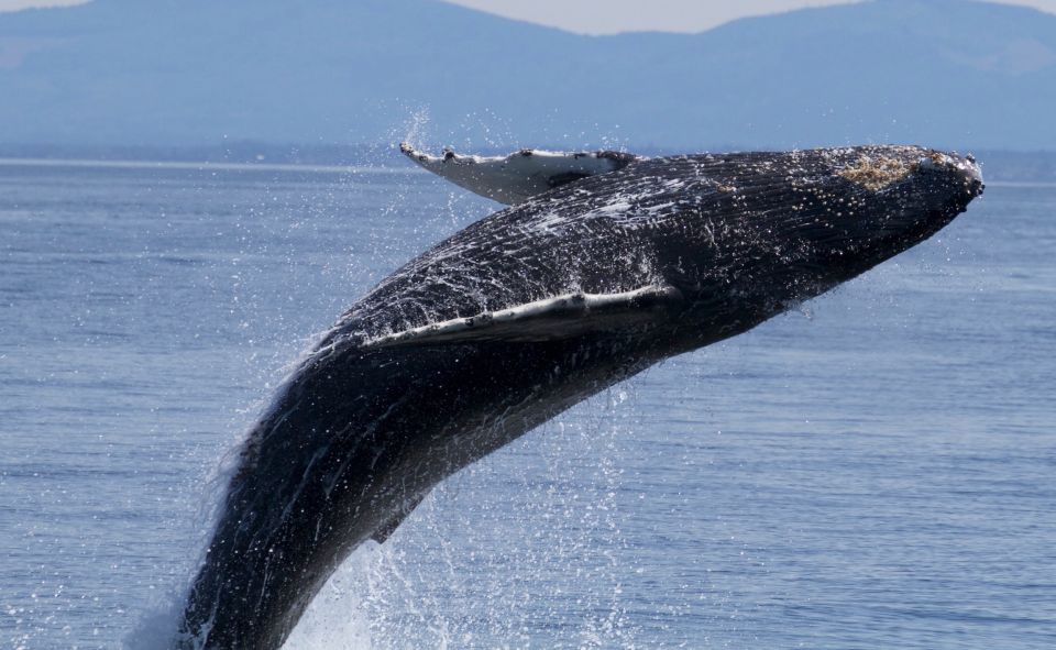 Whale Watching Tour in Victoria, BC - Booking Information