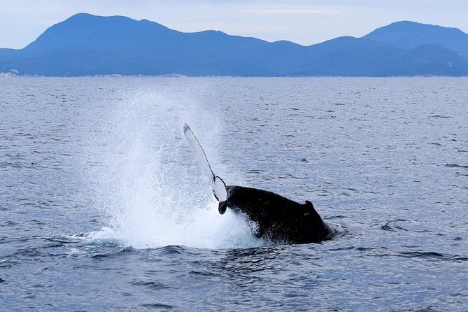 Wilsons Prom Whale Cruise - Whales and Wildlife Sightings