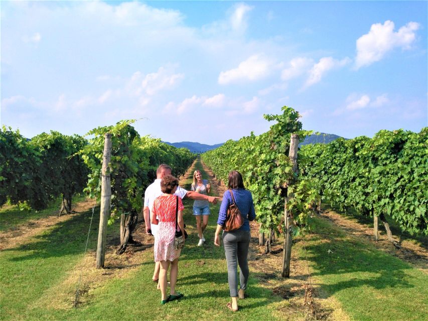 Wine Tour in the Euganean Hills From Abano Montegrotto - Itinerary Highlights and Wine Production