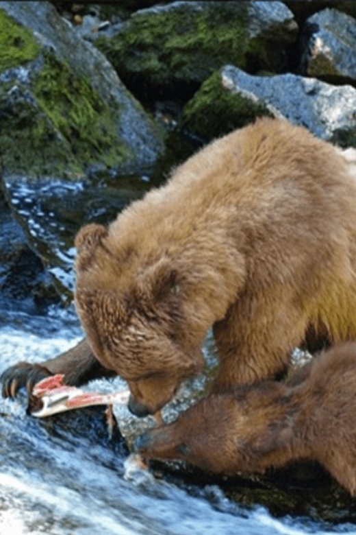 Wrangell: Anan Bear and Wildlife Viewing Adventure - Activity Details