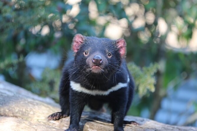 1-Hour Tasmanian Devil Feeding Day Tour at Cradle Mountain - Reviews and Testimonials