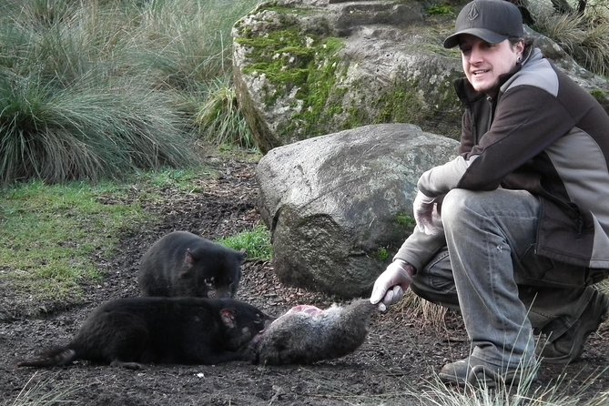 After Dark Tasmanian Devil Feeding Tour at Cradle Mountain - Devil Encounter and Feeding