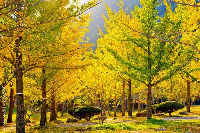 Alpaca World and Hongcheon Gingko Forest Golden Trails Day Tour - Golden Trails and Scenic Views