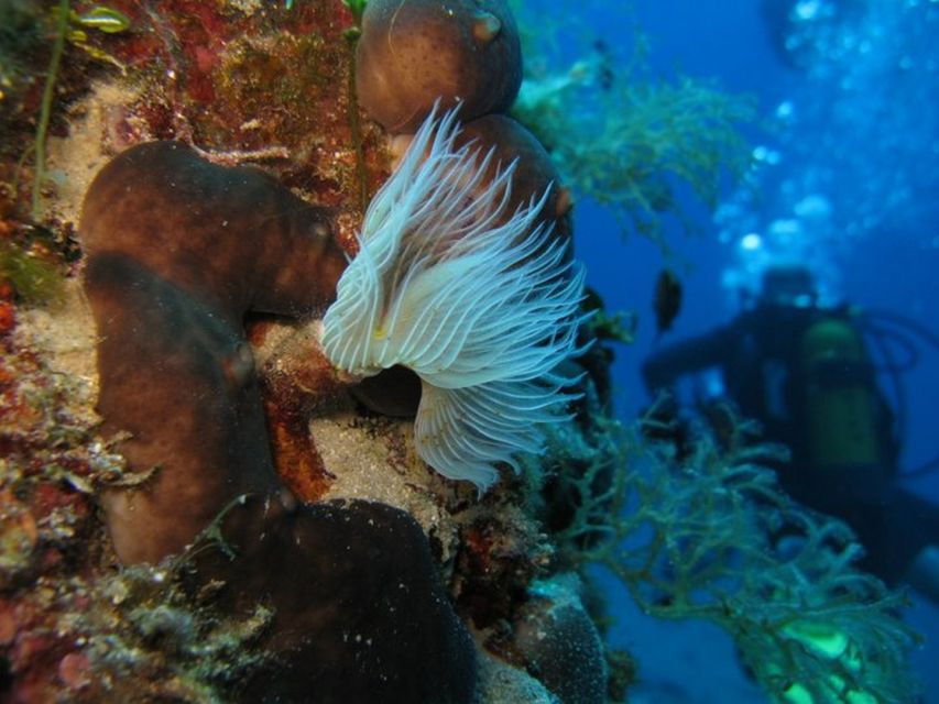 Athens East Coast: Padi Open Water Diver Course in Nea Makri - Language and Group Size