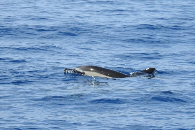 Be Whale Wise - Silent Whale & Dolphin Watching in a Small Group - Cancellation Policy