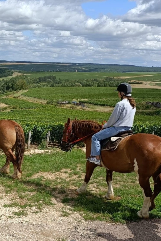 Burgundy : Horse Riding Tour in Chablis - What to Expect on Tour