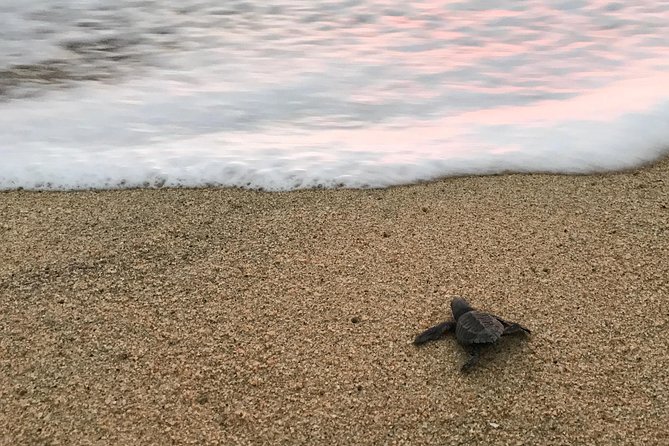 Cabo Sea Turtles Release With Marine Biologist  - Cabo San Lucas - Cancellation Policy