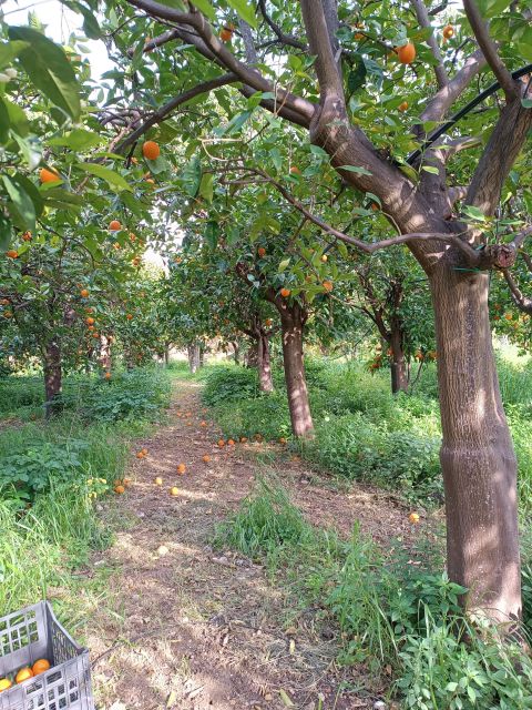 Chios: Orange Farm Trip & Tasting - Citrus Museum Visit - Meeting Point