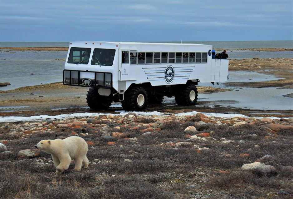 Churchill: Exclusive Tundra Buggy Day Trip - Highlights of the Tour