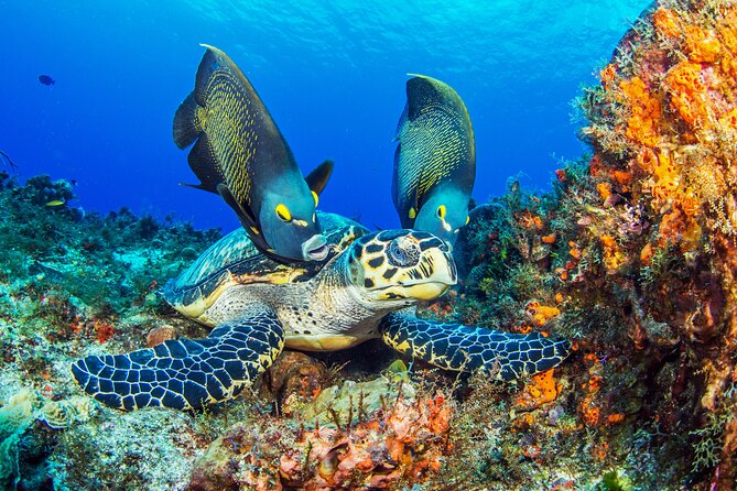 Cozumel Dive Package - Certified Divers From the Riviera Maya (4 Dives) - Pricing and Booking Details
