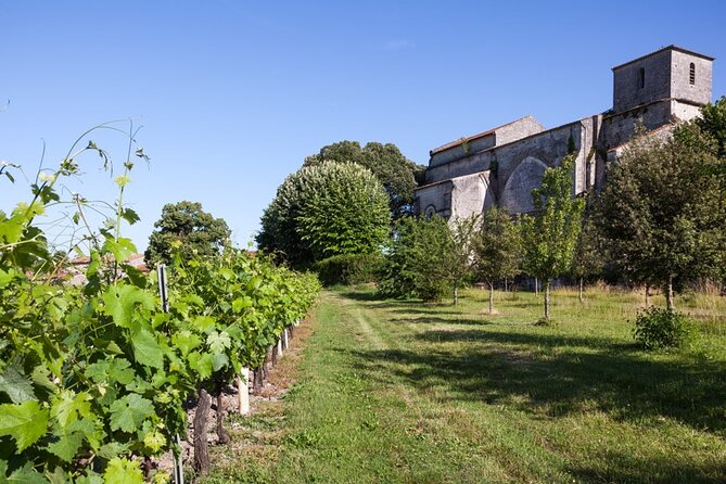 Discovery of the Cognac Vineyard in a 2CV With Picnic in the Middle of the Vines - Reviews