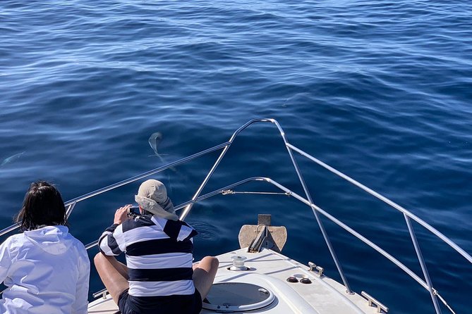 Dolphin Searching Tour in Puerto De Mogán (Keeper UNO Boat) - Pricing Information