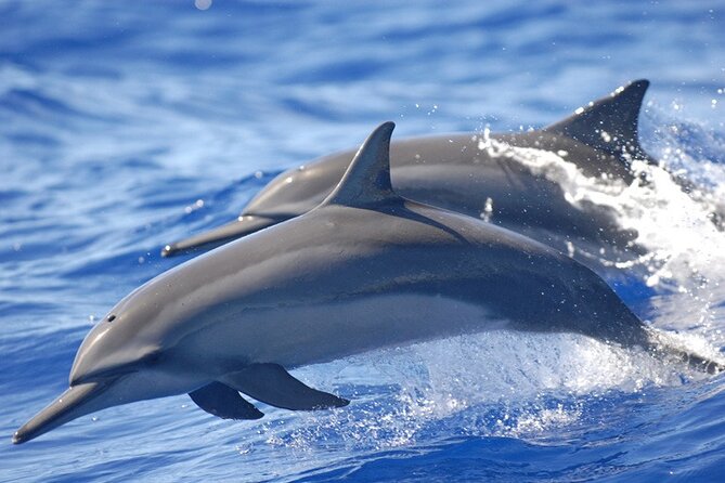 Dolphin Watching in Puerto Escondido - Traveler Photos