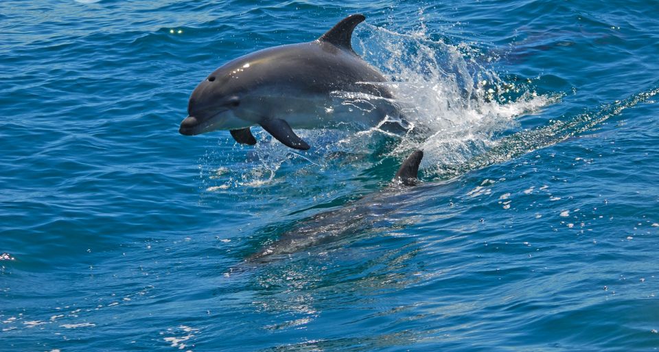 Dolphin Watching in the Wild - Half Day Private Tour - Booking Information