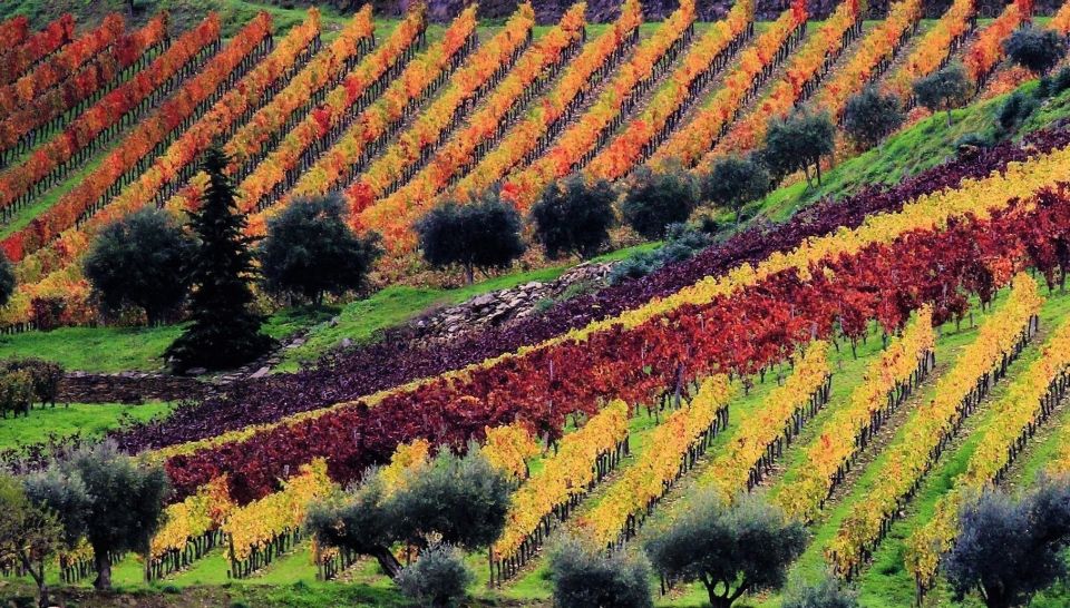 Douro Valley Full-Day Tour With Wine Tasting & Lunch - Tour Duration and Languages
