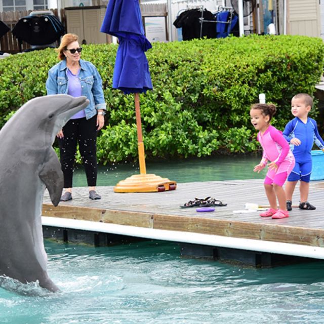 Florida Keys: Dockside Dolphin Experience - Inclusions