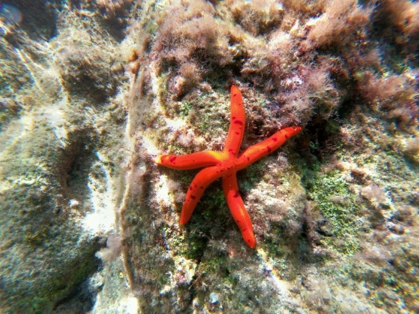 From Agios Ioannis Beach: Kayak Day Trip to Papanikolis Cave - Itinerary