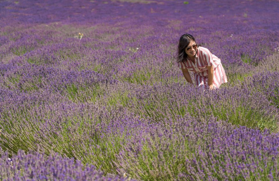 From Aix-en-Provence: Lavender Half Day Morning Tour - Group Size and Languages