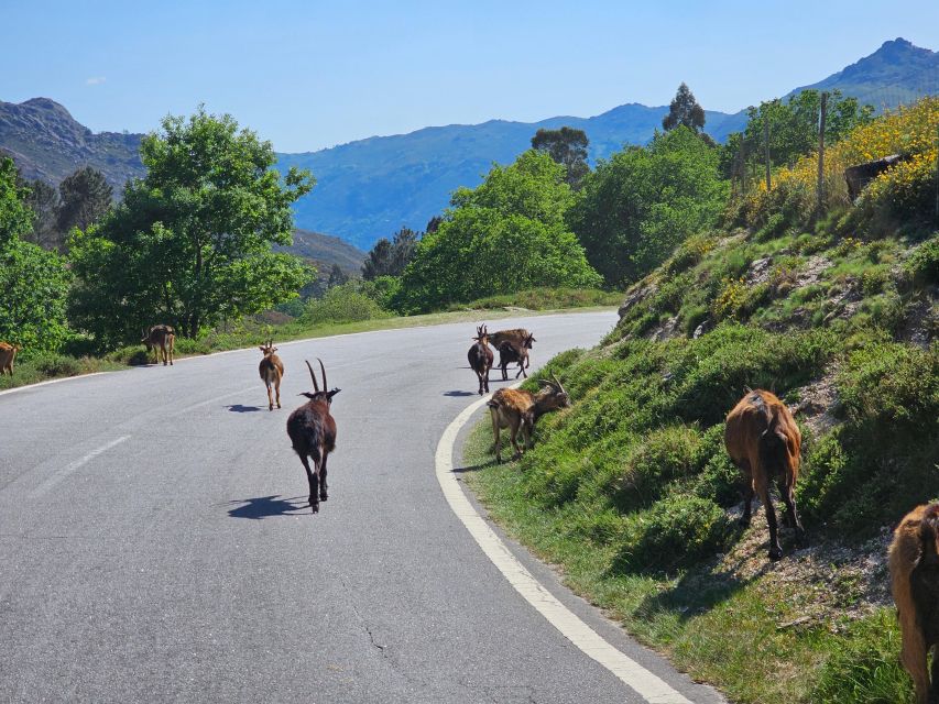From Braga: Full-Day Tour in Gerês National Park - Inclusions