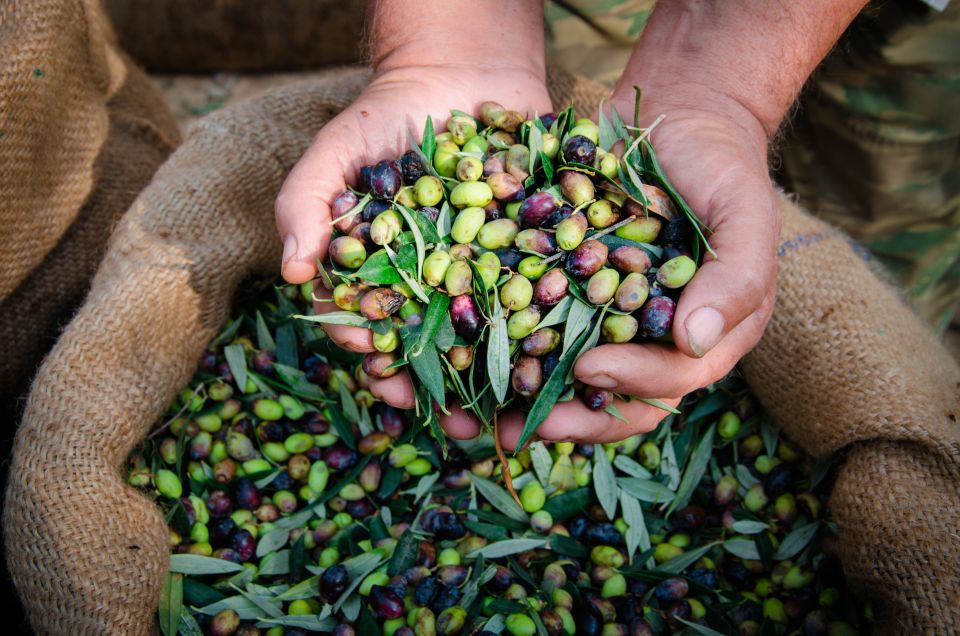 From Faro: Private Olive Oil Mill Tour With Tasting & Lunch - Experience