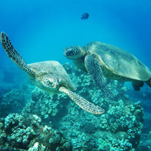 From Kaanapali: Afternoon West Maui Snorkeling & Sea Turtles - Afternoon Delights: Coral Reefs & Fish
