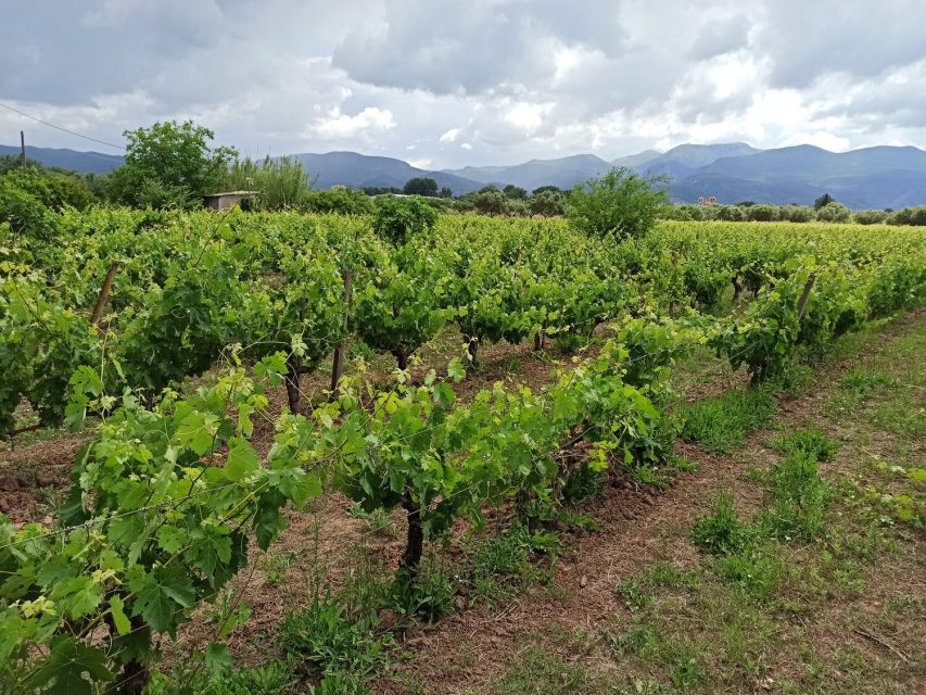 From Kalamata: Wine Tour & Tasting With Optional Lunch - Inclusions