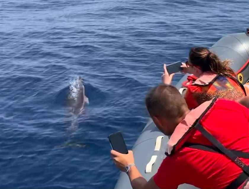 From Portimão:Dolphin Watch & Lagos Coastline With Biologist - Wildlife Encounter
