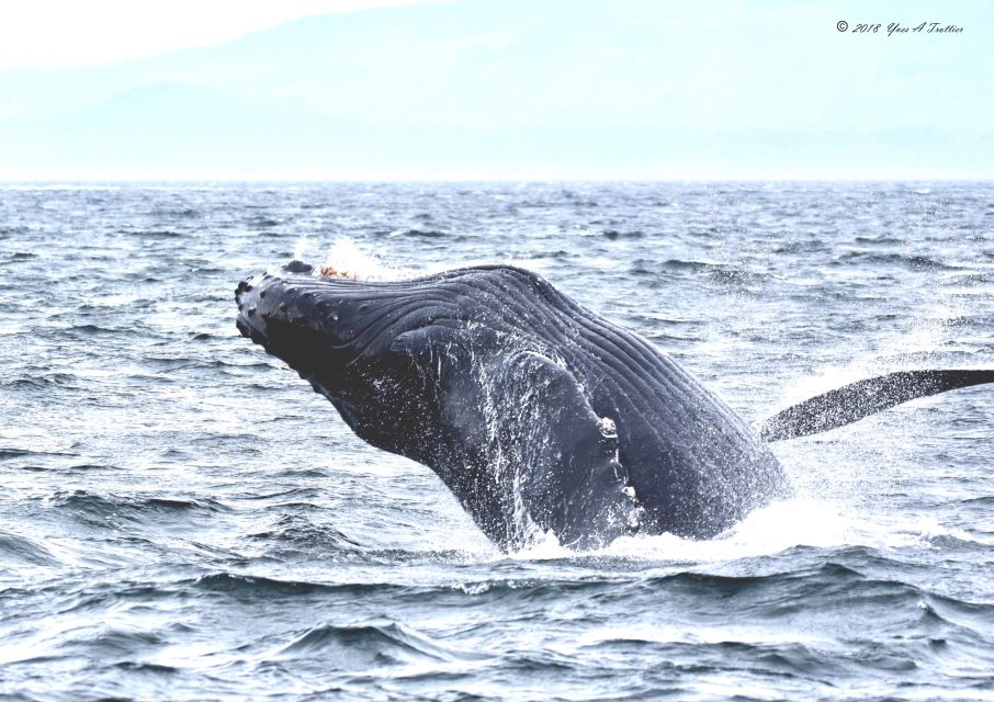 From Victoria: Whale Watching Tour by Zodiac Boat - Customer Reviews