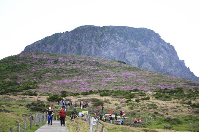 Full-Day Customizable Private Essential Jeju Island Tour for South Course - Meeting and Pickup Details