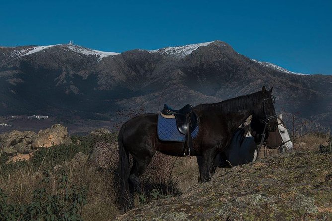 Horse Riding Madrid Natural Park - Reviews and Feedback