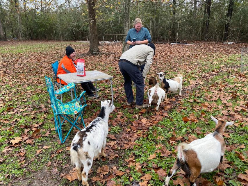 Houston: Adorable Mini Goats Experience E - Activity Overview