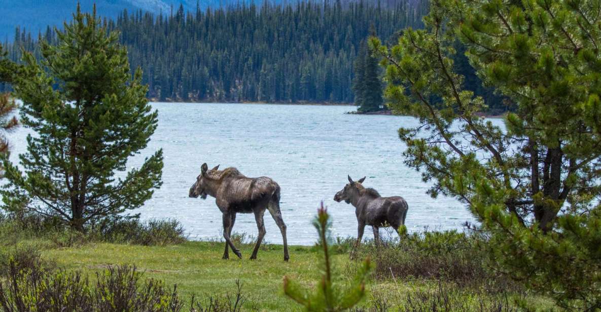 Jasper: Wildlife and Waterfalls Tour With Lakeshore Hike - Tour Highlights