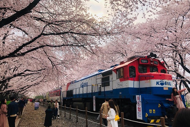 Jinhae Cherry Blossom and Busan Sunrise Tour From Seoul - Travel and Accessibility