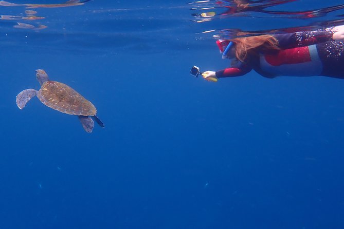 Kayaking With Dolphins and Turtles and Snorkelling in Tenerife - Experience Highlights