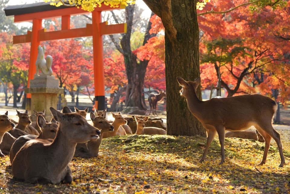 Kyoto and Nara Golden Route 1 Day Bus Tour From Kyoto - Tour Description