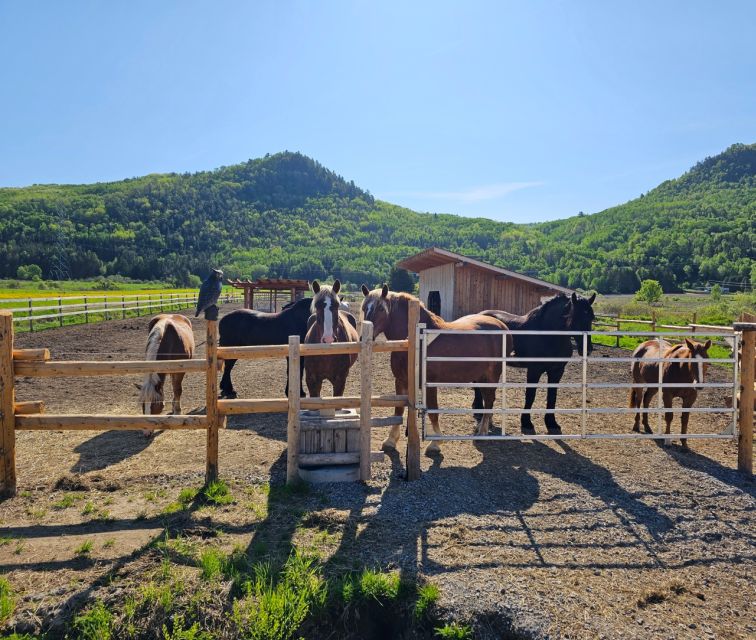 La Vallée: a Charming Introduction to Horseback Riding - Ideal Experience and Cancellation Policy