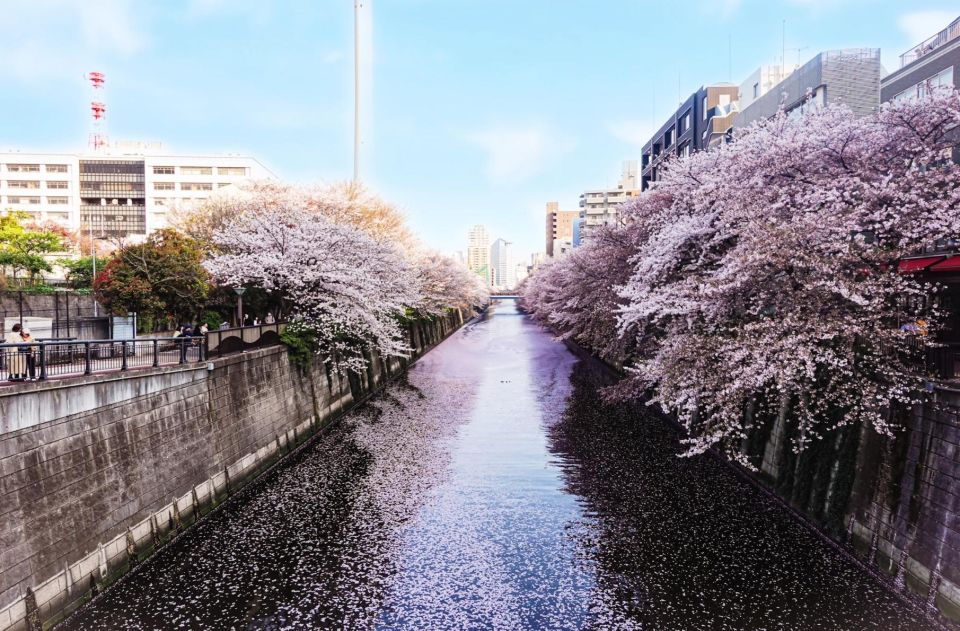 Licensed Guide Tokyo Meguro Cherry Blossom Walking Tour - Tour Itinerary