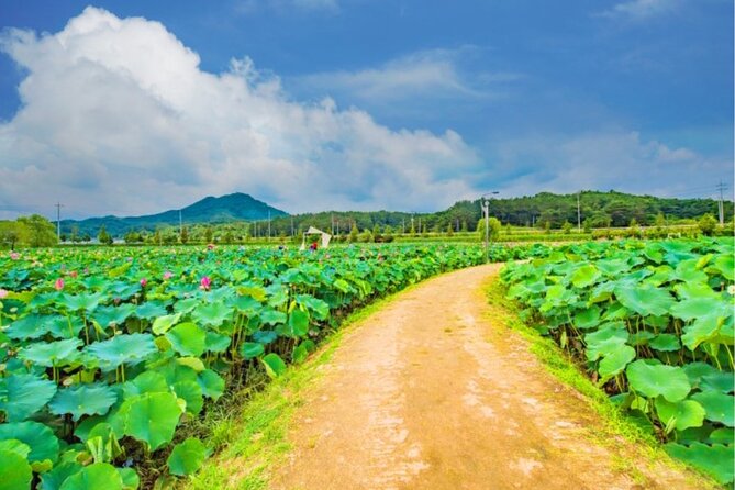 Lotus Flowers and Sunflower Field Tour From Busan - Important Traveler Information