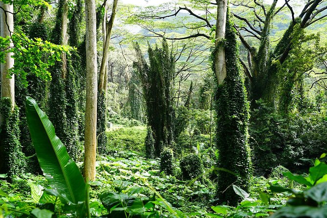 Manoa Waterfall Hike With Healthy Lunch Included From Waikiki - Tour Logistics and Terrain Information