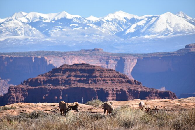 Moab Combo: Colorado River Rafting and Canyonlands 4X4 Tour - Guide Feedback