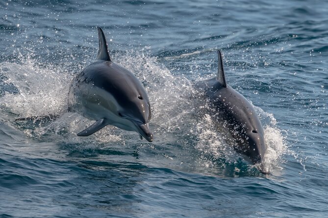 Noosa National Park & Wild Dolphin Safari - What to Expect on Tour