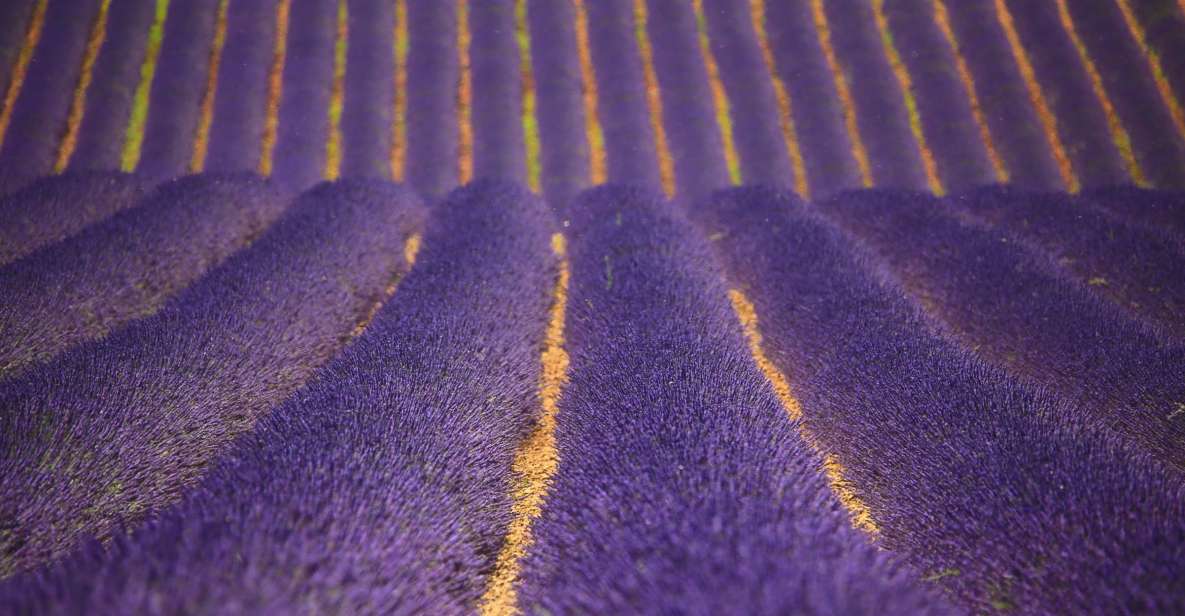 Ocean of Lavender in Valensole - LOccitane Factory Visit