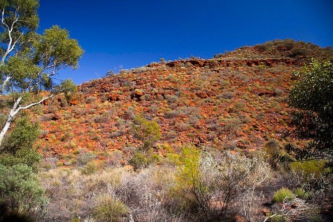 Palm Valley 4WD Tour From Alice Springs - What to Expect on the Tour