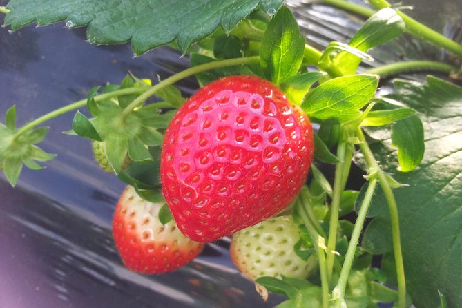 [Perfect Private Tour] Strawberry Farm & Nami Island & Lunch - Private Tour Itinerary