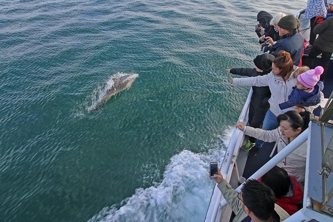 Phillip Island Whale Watching Tour - What to Expect and See