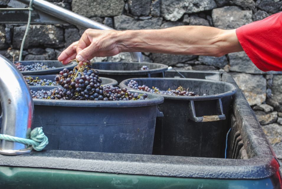 Pico Island: Full Day Wine Culture Tour - Requirements