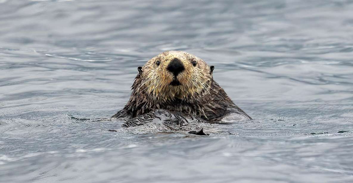 Port Hardy: Sea Otter and Whale Watching - Highlights and Inclusions