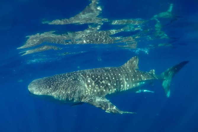 Private Whale Shark Ecofriendly Tour From Cancun - Pickup and Transportation Information