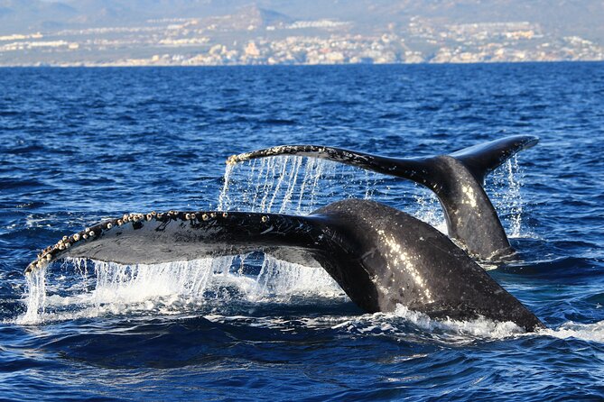 Private Whale Watching in San José Del Cabo - Professionalism and Expertise