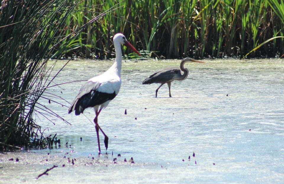 Ria De Aveiro: Birdwatching Tour (Full Day) - Description